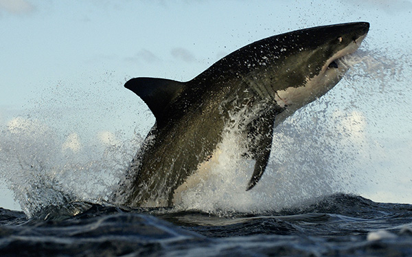 Breaching Great White Shark